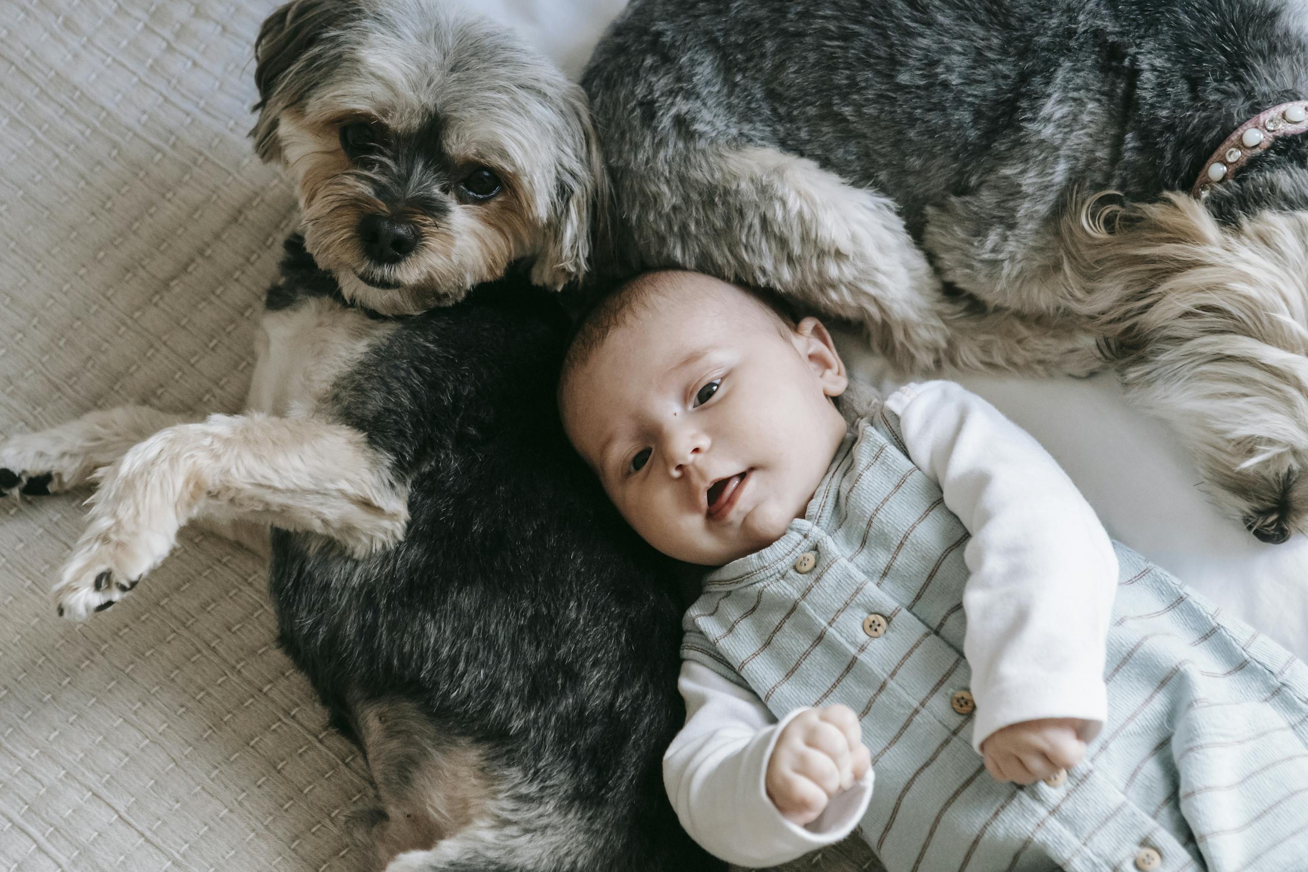 Adorable newborn and purebred dog lying on bed